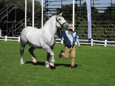 Percheron Horse of the Year 2023